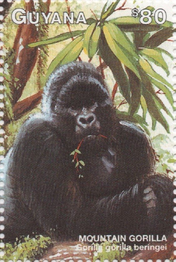 Mountain Gorilla eating foliage