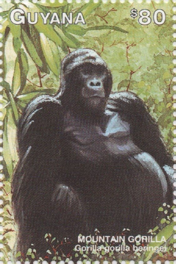 Mountain Gorilla sitting