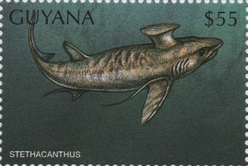 Stethacanthus