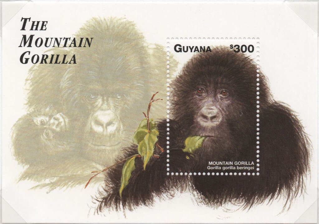 Young Mountain Gorilla eating leaf