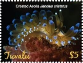 Crested Aeolis (Janolus cristatus)