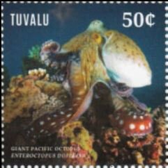 Giant Pacific Octopus, (Enteroctopus dofleini)