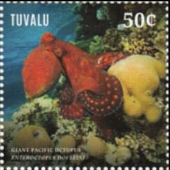 Giant Pacific Octopus, (Enteroctopus dofleini)