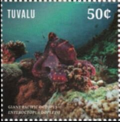 Giant Pacific Octopus, (Enteroctopus dofleini)