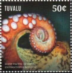 Giant Pacific Octopus, (Enteroctopus dofleini)