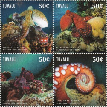Giant Pacific Octopus, (Enteroctopus dofleini)