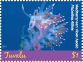 Mediterranean Violet Aqsold (Flabollina Affinis)