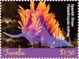 Spanish Shawl (Fiabellinopsis iodinea)