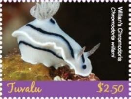 Willan's Chromodoris (Chromodoris willani)