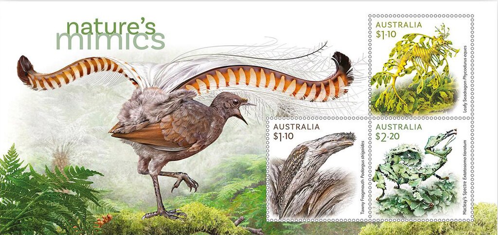 Nature's Mimics (w/Superb Lyrebird (Menura novaehollandi)