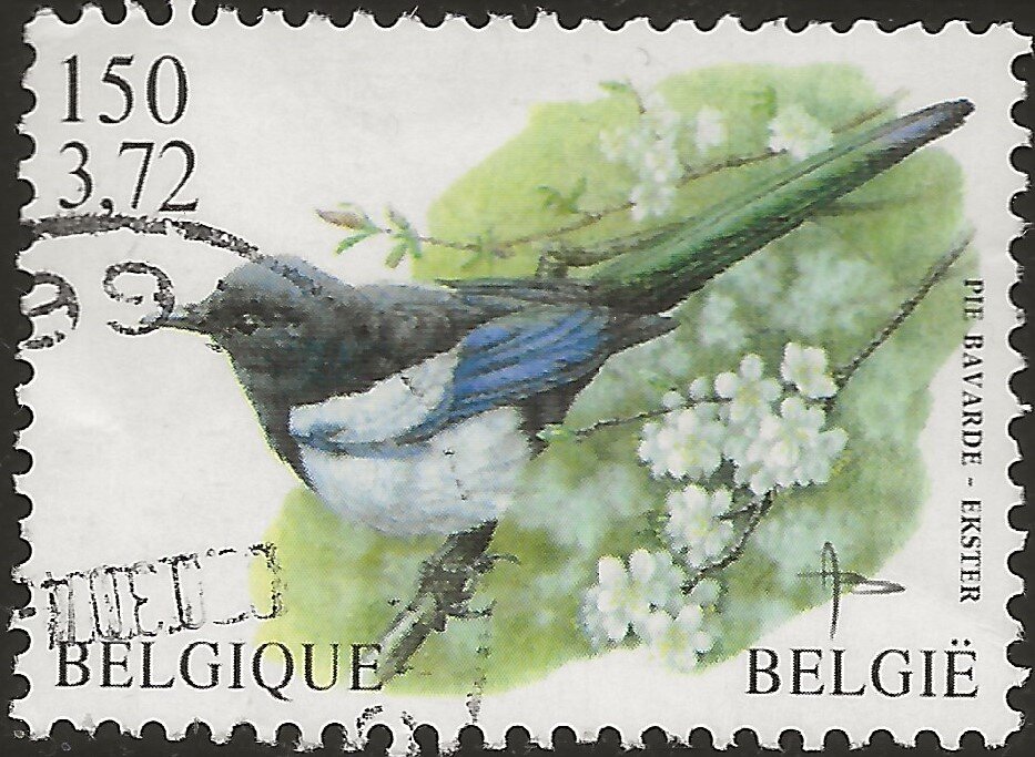 Eurasian Magpie (Pica pica)