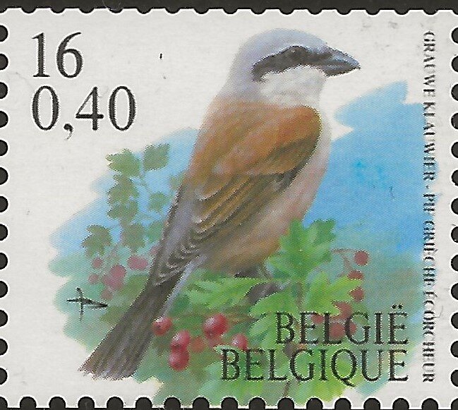 Red-backed Shrike (Lanius collurio)
