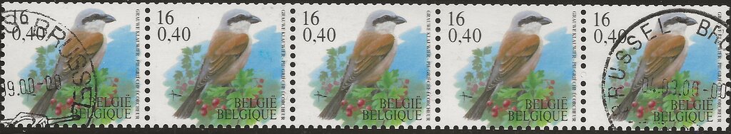 Red-backed Shrike (Lanius collurio)