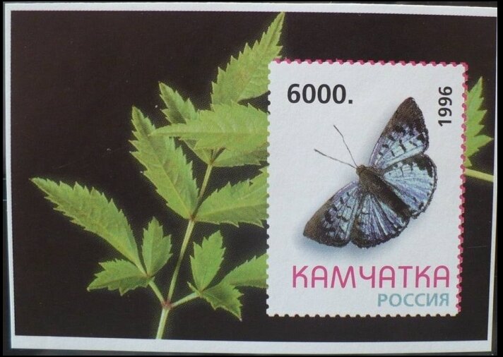 Butterflies