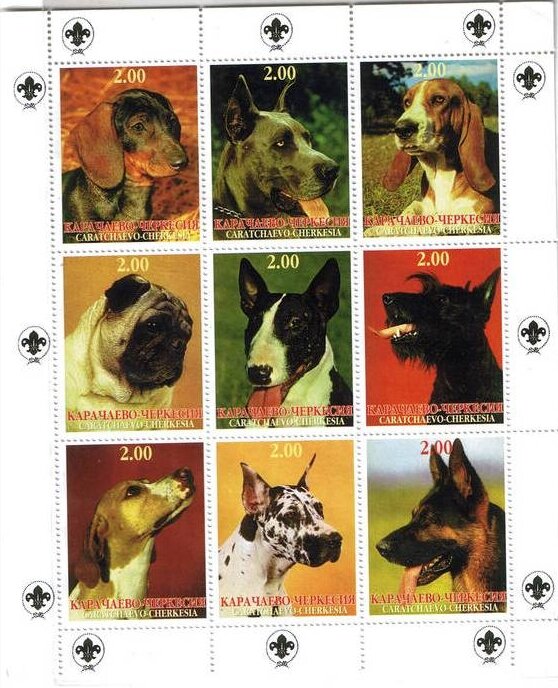 Dogs