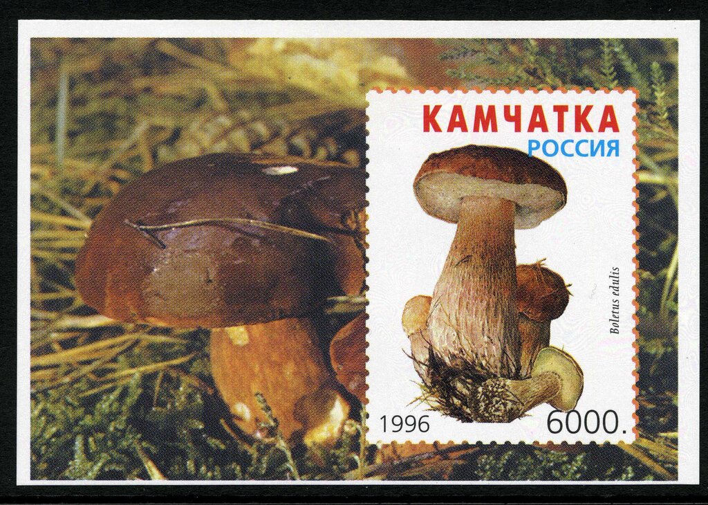 Mushrooms