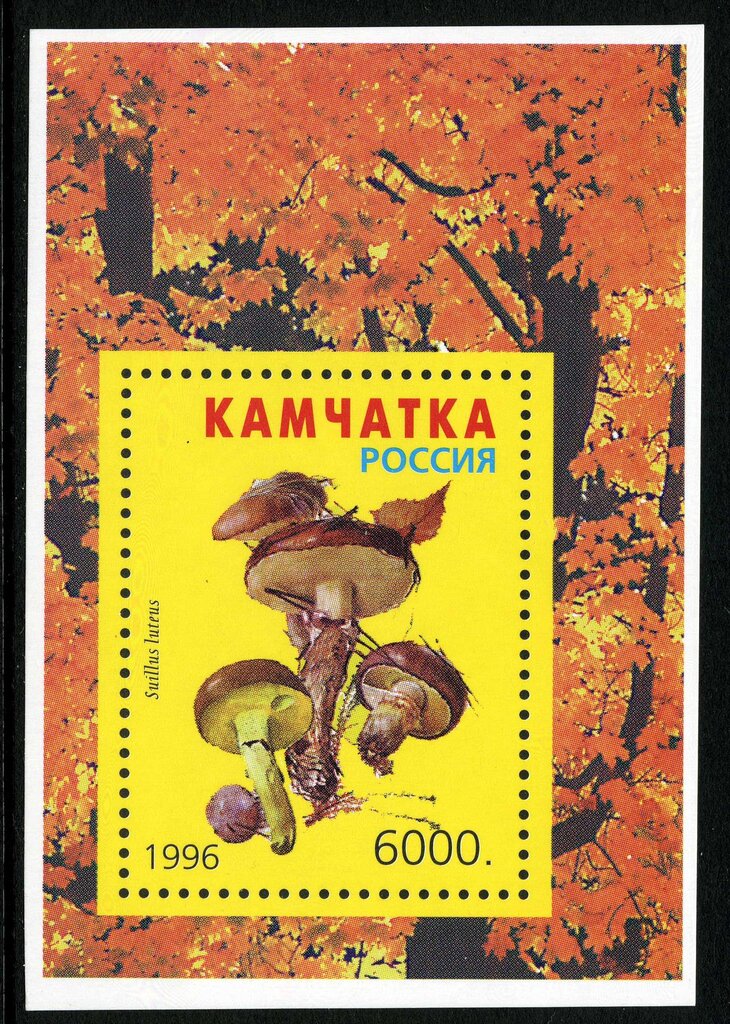 Mushrooms