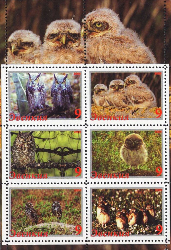 Owls