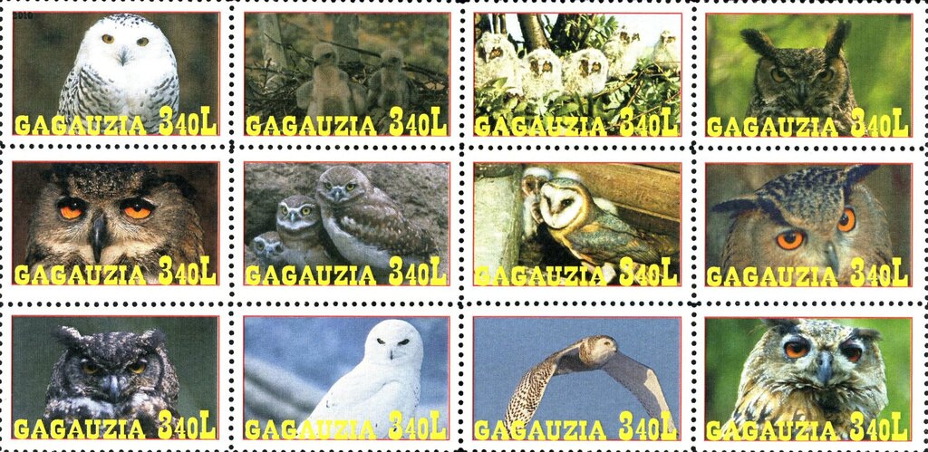 Owls