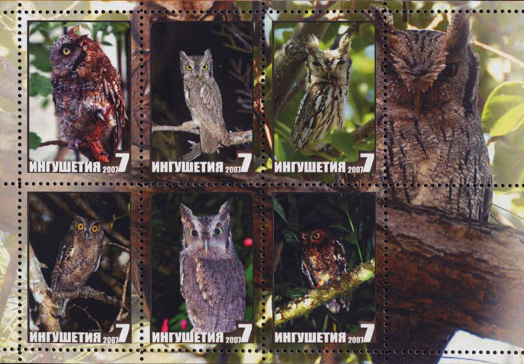 Owls