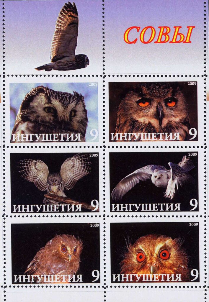 Owls