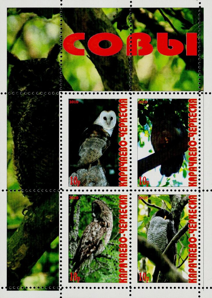 Owls