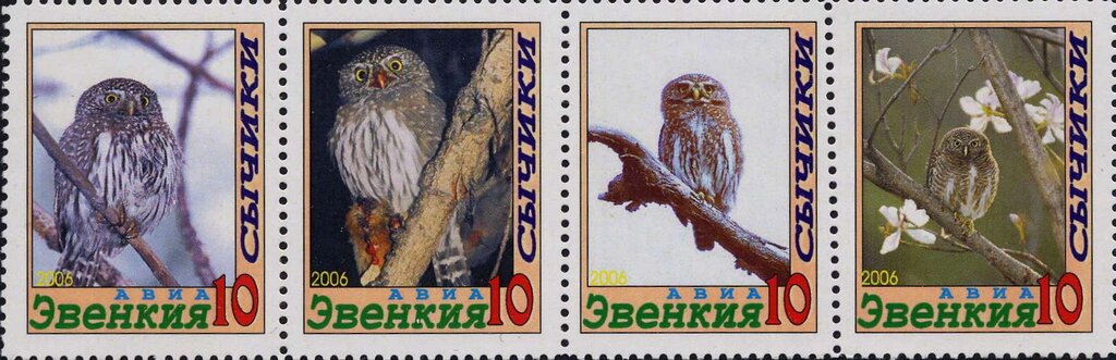 Owls