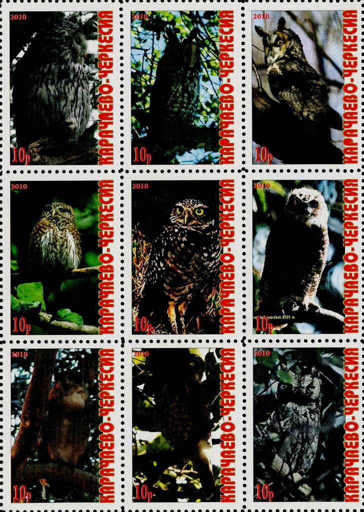 Owls
