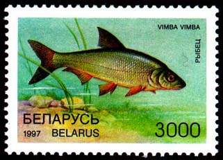 Stamp, Stamp Rare fish species of Belarus – Vimba , Belarus,  