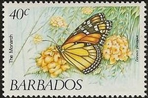 Monarch Butterfly (Danaus plexippus)