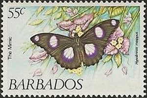 Danaid Eggfly (Hypolimnas misippus)