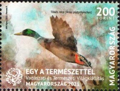 Mallard (Anas platyrhynchos)