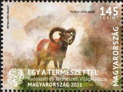 Mouflon (Ovis aries)