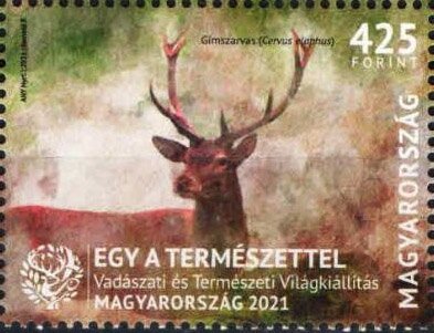 Red Deer (Cervus elaphus)
