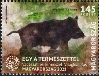 Wild Boar (Sus scrofa)