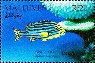 Stamp, Indian Ocean Oriental Sweetlips (Plectorhinchus vittatus), Maldives,  , Fishes