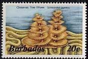 Christmas Tree Worm (Spirobranchus giganteus) 