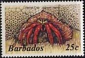 Scarlet Reef Hermit Crab (Paguristes cadenati) 