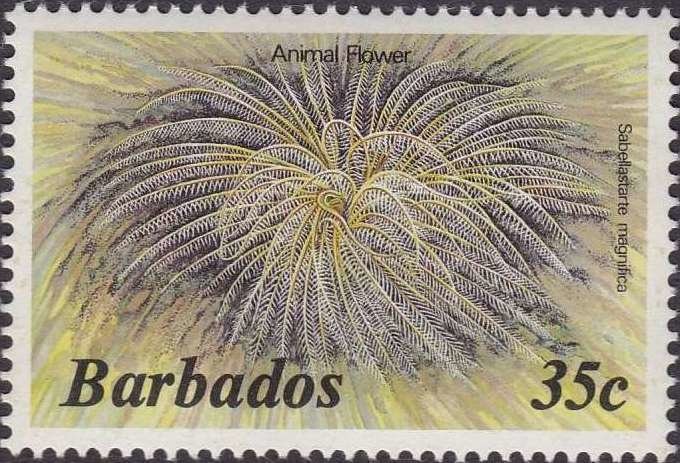 Magnificent Feather Duster (Sabellastarte magnifica) 