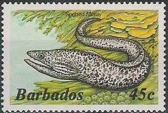 Spotted Moray (Gymnothorax moringa)
