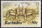 Atlantic Ghost Crab (Ocypode quadrata