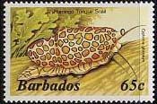 Stamp, Flamingo Tongue Snail (Cyphoma gibbosum), Barbados,  , Molluscs, Sea Life, Snails and Slugs, Animals (Fauna)