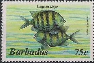 Sergeant Major (Abudefduf saxatilis)