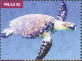 Turtle of the Sea