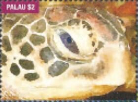 Turtle of the Sea