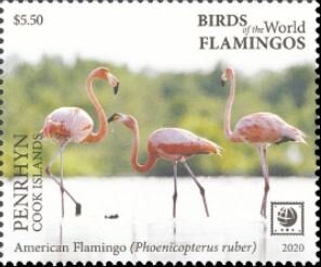 American Flamingo (Phoenicopterus ruber)