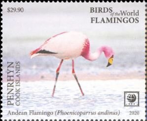 Andean Flamingo (Phoenicoparrus andinus)