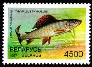 Stamp, Stamp Rare fish species of Belarus - Grayling, Belarus,  