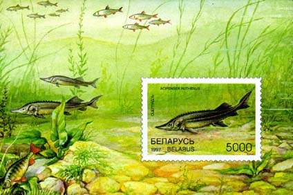 Souvenir sheet Rare fish species of Belarus - Sterlet
