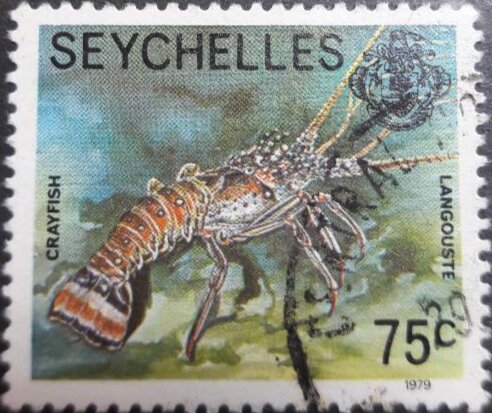 Two-spined Rock Lobster (Panulirus penicillatus)